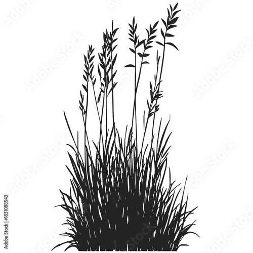 Silhouette of cattails and reeds. Wild grass on the river bank. Swamp coastal plants.