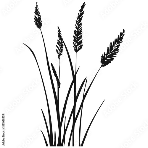 Silhouette of cattails and reeds. Wild grass on the river bank. Swamp coastal plants.