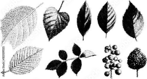 Engraving of leaves in black outlines with detailed textures. This botanical illustration features a classic antique style as a vector set.