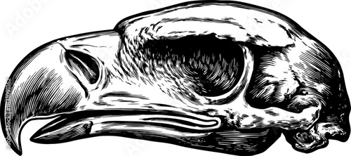 Eagle skull in vintage style. Black and white outline drawing showcasing fine detail in a classic vector illustration.