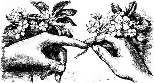 Hand-drawn silhouette of two hands reaching toward a flower branch. Vintage engraving vector illustration with intricate details.
