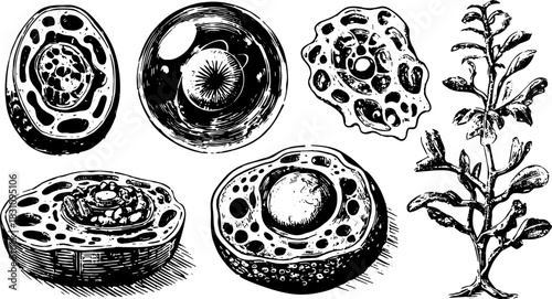 Engravings of microscopic cells in an antique style. Hand-drawn outlines in black vector illustration, providing detailed representation of biological structures.