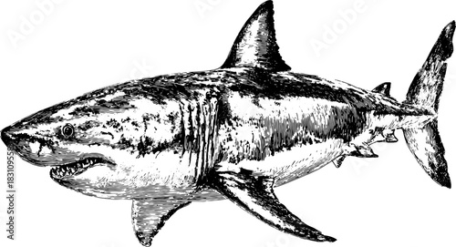 Detailed shark engraving in an antique style. The black outline drawing represents marine wildlife, perfect as a vintage vector illustration.