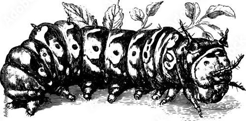 Caterpillar illustration featuring detailed line drawing style. Vintage vector engraving set showcasing botanical elements and nature study.
