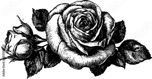 Vintage black and white rose vector illustration, featuring detailed outlines of a flower and leaves in a classic style. This artwork represents botanical beauty.