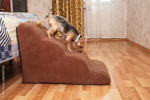 Tiny dog carefully walking down soft bedside pet stairs from high bed in slow motion, cozy bedroom interior, safe access for small or senior pets