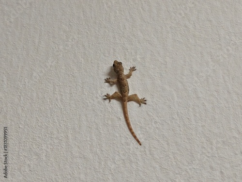 House Gecko on White Wall: Common Control Pest or Harmless Domestic Reptile