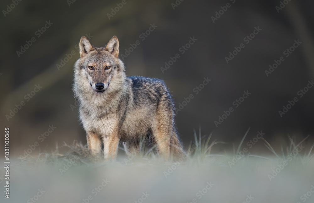 Obraz premium Grey wolf ( Canis lupus ) close up