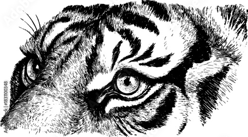 Tiger eye illustration in detailed black and white sketch style. Realistic animal portrait set with intricate fur. Vector artwork.