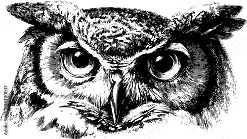 Detailed owl head illustration in black and white. Lifelike vector artwork showcasing the bird?s realistic feathers and expressive eyes.
