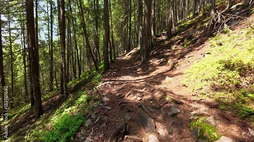 dolly-in along a trail in a summer mountain forest