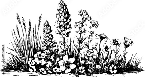 Botanical flowers illustration in black and white. Detailed vintage sketch set of various plants and wildflowers, perfect as vector artwork.