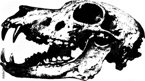 Animal skull with detailed jawbone and teeth. Black and white vector illustration for educational study.