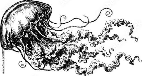 Jellyfish engraving in vintage style. Hand-drawn vector illustration with detailed outline and stipple pattern, perfect for any art set.