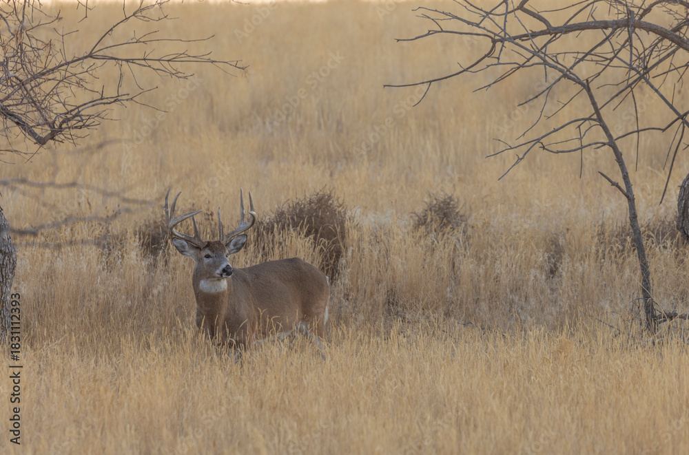 Fototapeta premium Whitetail Deer Buck in Autumn in Colorado