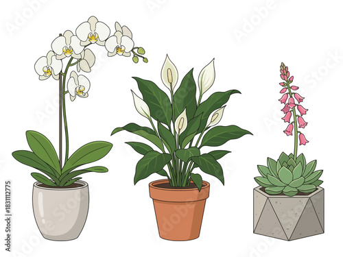 A collection of three illustrated houseplants: a white orchid, a peace lily, and a flowering succulent in decorative pots.