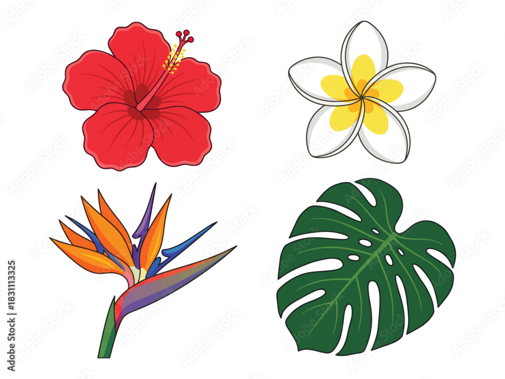 Naklejka premium A vibrant collection of four tropical plant illustrations: red hibiscus, white plumeria, bird of paradise, and a green monstera leaf.