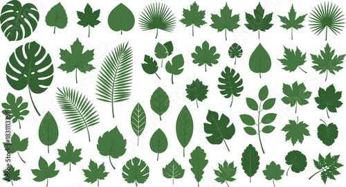 Green tropical and deciduous tree leaf collection, botanical silhouette vector set, nature organic background elements for design, simple flat style