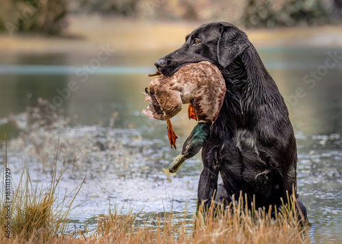 Slika na platnu Field Labrador Retriever with duck in mouth