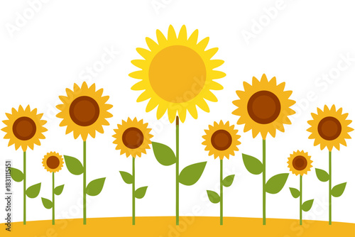 Sunflowers in a garden