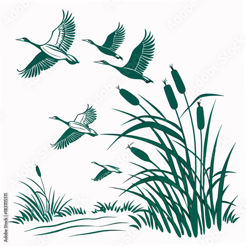 Flock of geese flying over cattails and reeds in a natural wetland environment