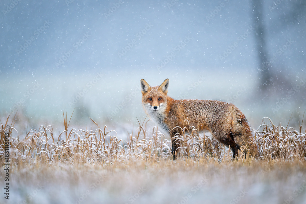 Naklejka premium Red fox ( Vulpes vulpes ) in winter scenery