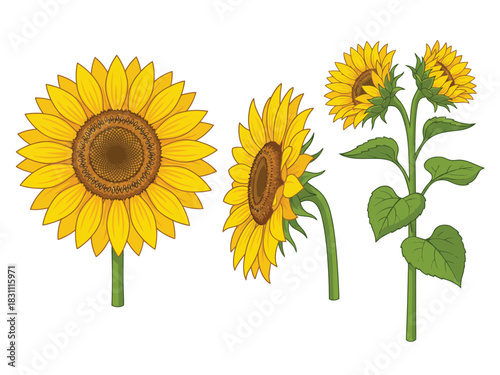 A set of three detailed sunflower illustrations from different angles: front view, side profile, and a full plant.