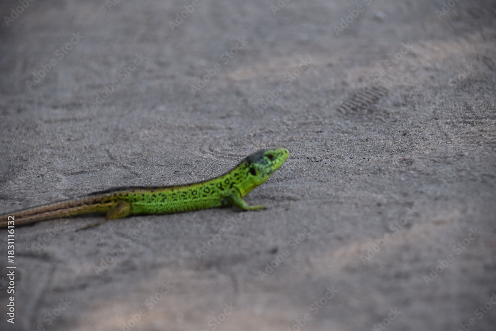 Fototapeta premium Green lizard resting on warm stone ground, close-up showing bright green scales and alert posture, capturing reptile wildlife in a natural outdoor environment.