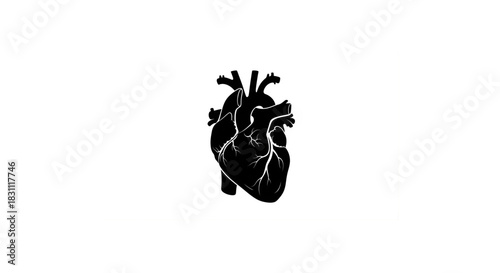 Anatomy Heart Shape Vector – Biological Organ Illustration