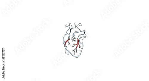 Human Organ Heart Icon – Medical Science Silhouette Design