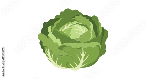 A fresh, round head of green cabbage with tightly packed leaves, depicted in a simple, vibrant graphic style, isolated on a white background.