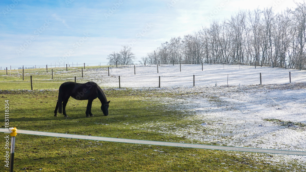 Naklejka premium Pferd auf der Weide im Winter bei Rauhreif