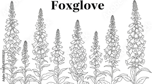 Detailed line art illustration of foxglove flowers on a white background