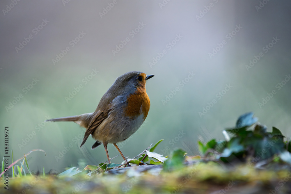 Fototapeta premium Robin resting on the ground. Close-up view. Blur background with shallow depth of field.