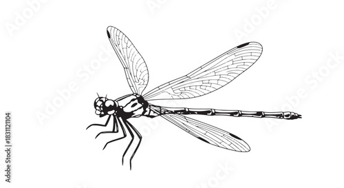 Detailed monochrome lineart illustration of a dragonfly with delicate wings and segmented body.
