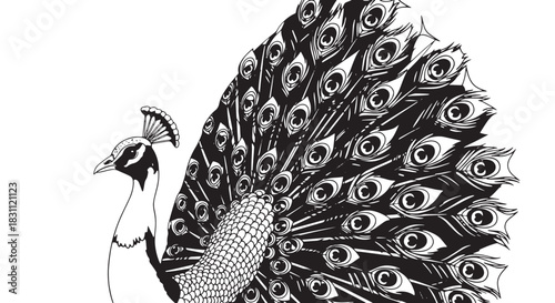 Elegant peacock with a fanned tail in a monochrome illustration.