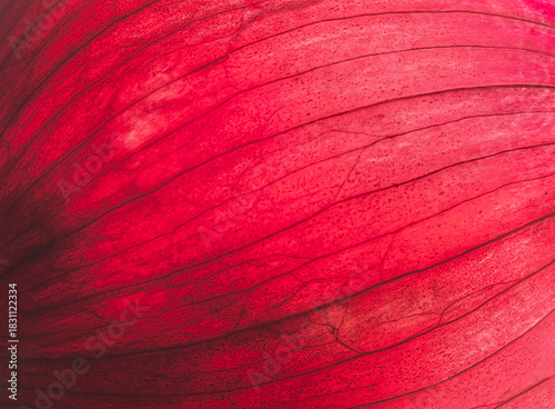Detailed macro shot of red onion texture