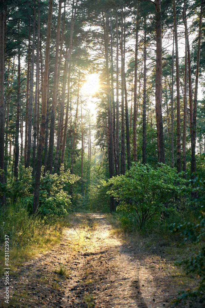 Obraz premium Sunshine passing through the trees of the mixed forest.