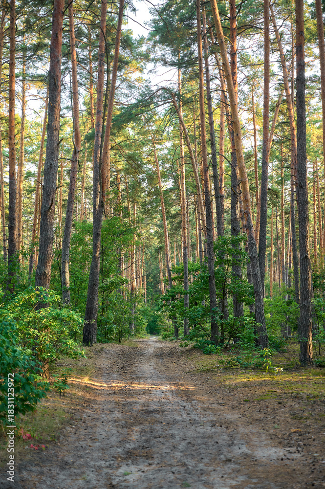 Fototapeta premium Sunshine passing through the trees of the mixed forest.