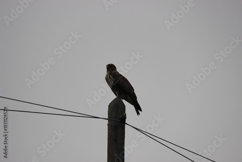 Poiana su un palo