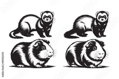 Four black and white illustrations of ferrets and guinea pigs