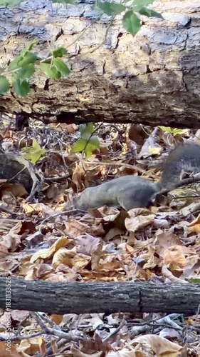 Vertical video of a squirrel in fallen leaves, natural habitat.
