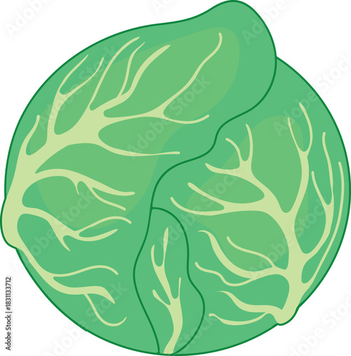 Head of cabbage isolated on white background	