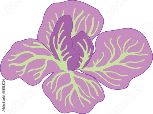 Red cabbage isolated on white background	