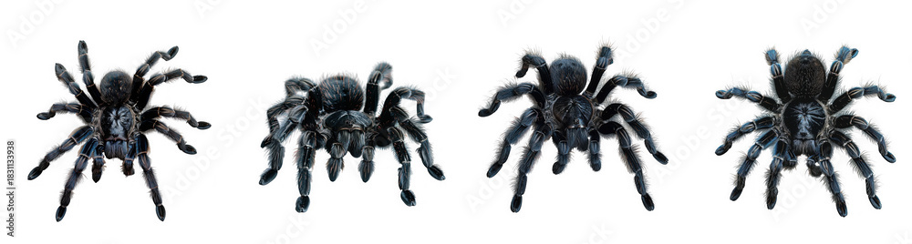 Fototapeta premium Four detailed tarantulas with vibrant blue and purple markings isolated on transparent background