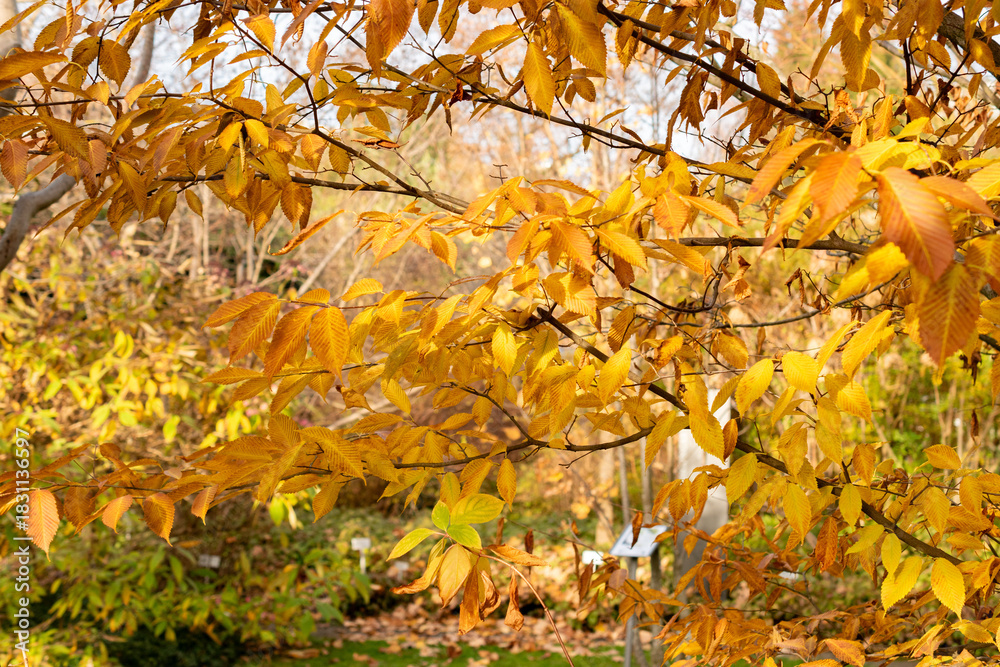 Fototapeta premium Hornbeam maple or Acer Carpinifolium plant in Saint Gallen in Switzerland 13.11.2025