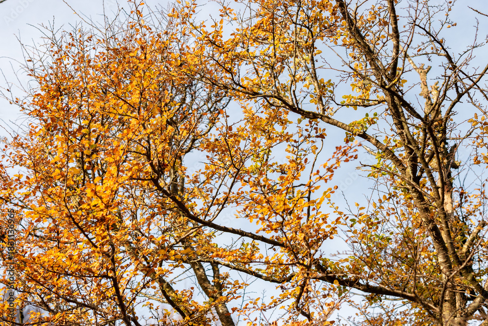 Fototapeta premium Nothofagus Antarctica plant in Saint Gallen in Switzerland 13.11.2025