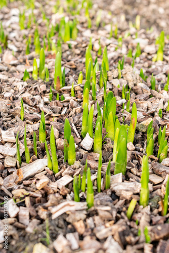 Summer snowflake or Leucojum Aestivum plant in Saint Gallen in Switzerland 13.11.2025