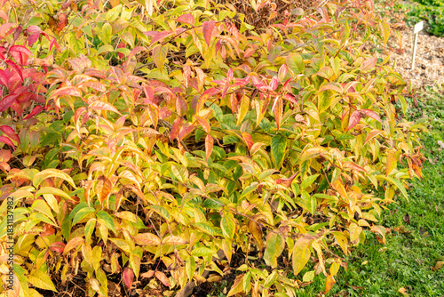 Southern bush honeysuckle or Diervilla Sessilifolia plant in Saint Gallen in Switzerland 13.11.2025
