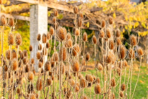 Wild teasel or Dipsacus Fullonum plant in Saint Gallen in Switzerland 13.11.2025